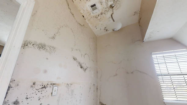 Best Post-Remediation Verification Testing  in Berlin, NH