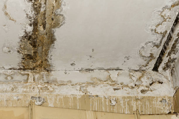 Reliable Berlin, NH Mold Removal Solutions
