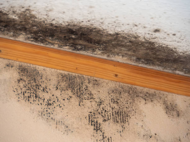 Best Mold Removal for HVAC Installations  in Berlin, NH