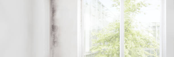 Best Mold Damage Restoration  in Berlin, NH