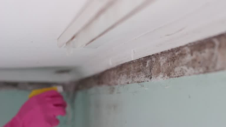 Best Mold Odor Removal Services  in Berlin, NH